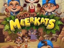 Meet the Meerkats